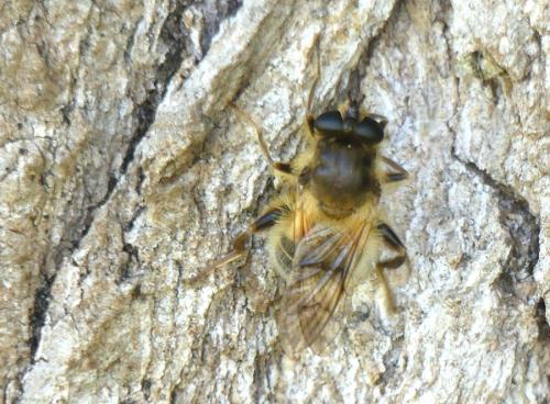Criorhina sp.
